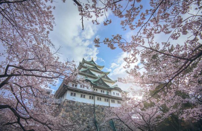 Sakura blooming in spring at Nagoya Castle.Nagoya Castle built on 1610 is a japanese castle located in Nagoya, central Japan.